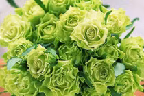 Hoa hồng màu xanh lá gây sốt, giá mỗi nơi một kiểu?