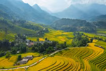 Ruộng bậc thang chín sớm làm say lòng lữ khách đến Sa Pa