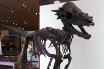 Phát hiện quái thú cổ đại dài 8m, đầu như cá sấu