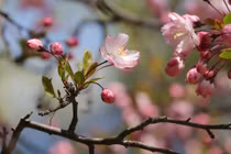 Ai sinh vào 5 ngày Âm lịch này, phúc lộc hưởng đủ đầy