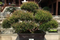 Cây nào mang lộc về nhà, cây nào chặt rước họa?