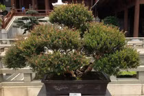 Cây nào mang lộc về nhà, cây nào chặt rước họa?