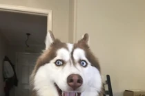 Clip: Phi thường con chó nhảy từ tầng 5 tòa nhà xuống vẫn bình thường