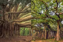 Cây đa cổ thụ rộng nhất thế giới: Cao bằng nhà 6 tầng