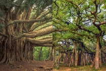 Cây đa cổ thụ rộng nhất thế giới: Cao bằng nhà 6 tầng