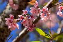 Du khách xếp hàng dài checkin mai anh đào Đà Lạt