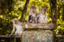 Khỉ đuôi dài tự chụp selfie gây sốt MXH