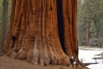 2 loài thực vật 'siêu thọ', lên đến hàng nghìn năm tuổi