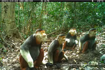 Đặt bẫy ảnh, lộ diện hàng loạt động bí ẩn trong rừng sâu Việt Nam