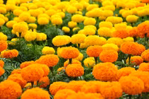 Cúc vạn thọ thành trend ăn được, bác sĩ cho lời khuyên?