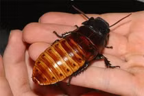 Những sự thật thú vị về loài gián