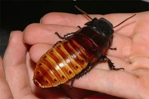 Những sự thật thú vị về loài gián