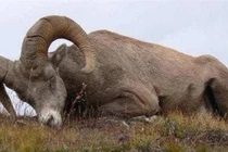 Tại sao động vật đều nằm sấp khi ngủ, con người lại nằm ngửa?