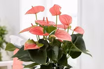 Nữ nhân muốn gia tăng quyền năng: Nhất định phải trồng cây này!