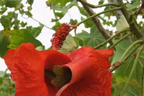 Chiêm ngưỡng những loài hoa đẹp và quý hiếm bậc nhất hành tinh