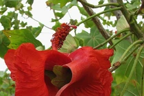 Chiêm ngưỡng những loài hoa đẹp và quý hiếm bậc nhất hành tinh