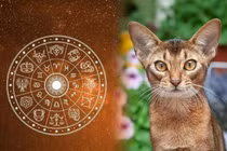 28, 29, 30, 31 tháng 12, 3 con giáp sẽ phát tài phát lộc