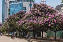 Xứ Nghệ vào mùa hoa bằng lăng khoe sắc