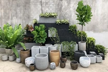 Loại cây cảnh nào cao cấp, sang chảnh, “đổi gió” cho căn nhà?