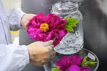 Trung Quốc thành công chế tạo kim cương từ... hoa