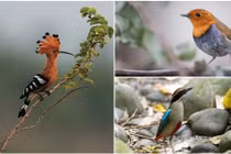 Top 10 loại chim quý, có tên độc lạ nhất Việt Nam