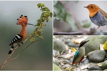 Top 10 loại chim quý, có tên độc lạ nhất Việt Nam