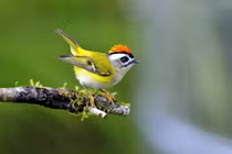 3 con giáp quý nhân phù trợ, nhân duyên viên mãn trong tháng 7