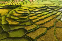 Đẹp ngỡ ngàng mùa lúa chín vàng ươm tại Kon Plông, Kon Tum