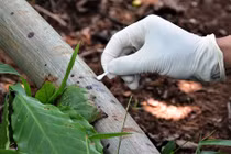 3 bà cháu bị hàng xóm sát hại: Phá án nhờ sợi tóc trên lá cà phê