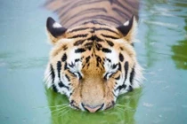 Kinh hoàng hổ vồ nát hai tay người ở Bình Dương