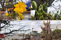 Ngắm cây mai gần nửa tỉ “chờ” khách trên đại lộ đẹp nhất Sài Gòn