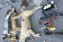 Đồng Nai: 3 kẻ trộm chó dùng ớt bột chống trả khi bị bắt