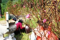 Khu mộ Đại tướng Võ Nguyên Giáp được giao cho gia đình quản lý