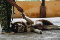 Video: “Học kỳ quân đội” của cún cưng