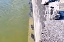 Video: Cảnh tượng lạ có 1-0-2: cả đàn cá xếp hàng dọc bơi thẳng tắp