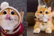 Video: Ngôi sao mạng xã hội mới nổi vì giống hệt Mèo đi hia!