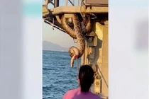 Video: Hoảng hồn khi “họ hàng bé Na” dài 2m cũng đi... tàu