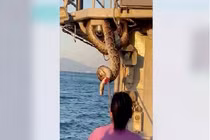 Video: Hoảng hồn khi “họ hàng bé Na” dài 2m cũng đi... tàu