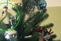 Video: Bất ngờ với “vị khách không mời mà đến” trên cây thông Noel
