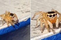 Video: “Xao xuyến” vì chú nhện đeo kính chơi đàn hệt Elton John