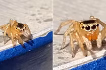 Video: “Xao xuyến” vì chú nhện đeo kính chơi đàn hệt Elton John