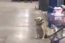 Video: Chú chó tội nghiệp ở cửa siêu thị “vẫy tay” với người qua đường