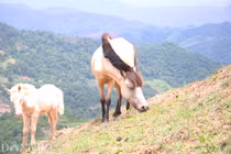 "Vương quốc" bạch mã lớn nhất đất Việt: Nuôi ngựa trắng lên đời đại gia