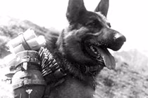 Lực lượng chó chống... tăng hùng hậu ít người biết thời chiến tranh Vệ quốc