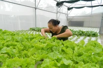 Cụ bà U70 trẻ lại chục tuổi nhờ vườn rau thủy canh đẹp như mơ