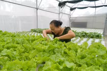 Cụ bà U70 trẻ lại chục tuổi nhờ vườn rau thủy canh đẹp như mơ