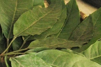 Bài thuốc chữa đau vai gáy từ cây lá đắng