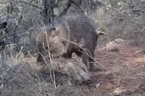 Video: Lợn lòi chết, đồng loại đến "viếng" suốt 10 ngày