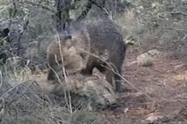 Video: Lợn lòi chết, đồng loại đến "viếng" suốt 10 ngày