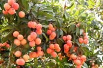 Cách chọn vải thiều ngon, không bị sâu đầu "10 quả vẹn 10"